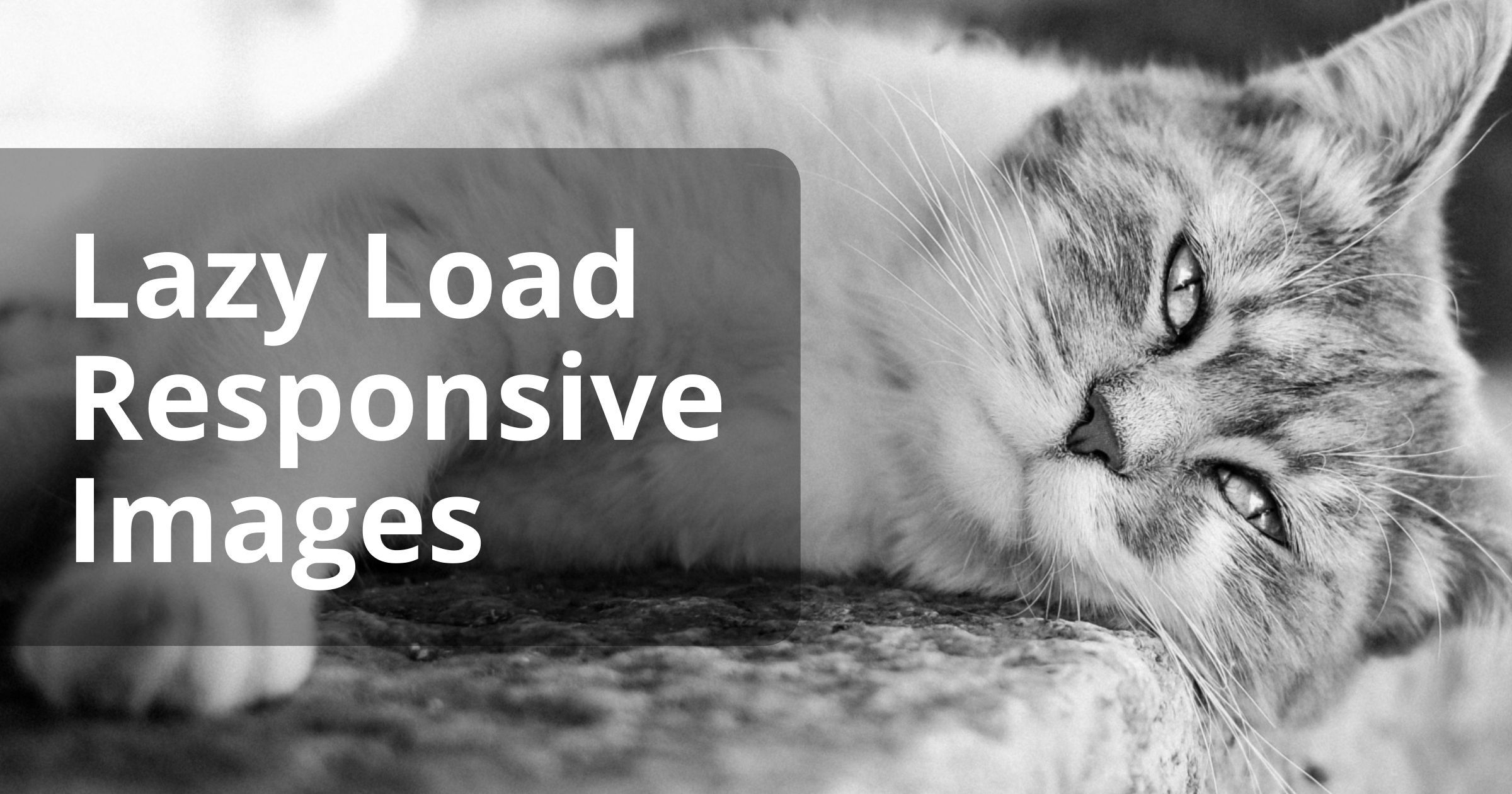 Responsively Lazy v3 is even better for lazy loading images | Ivo Petkov